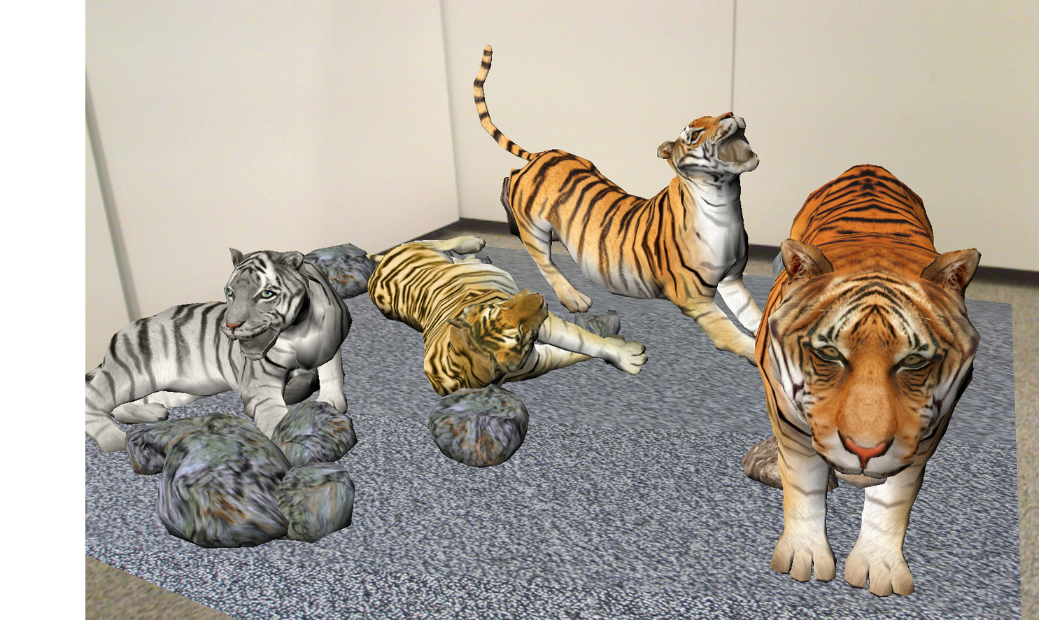 Tiger training